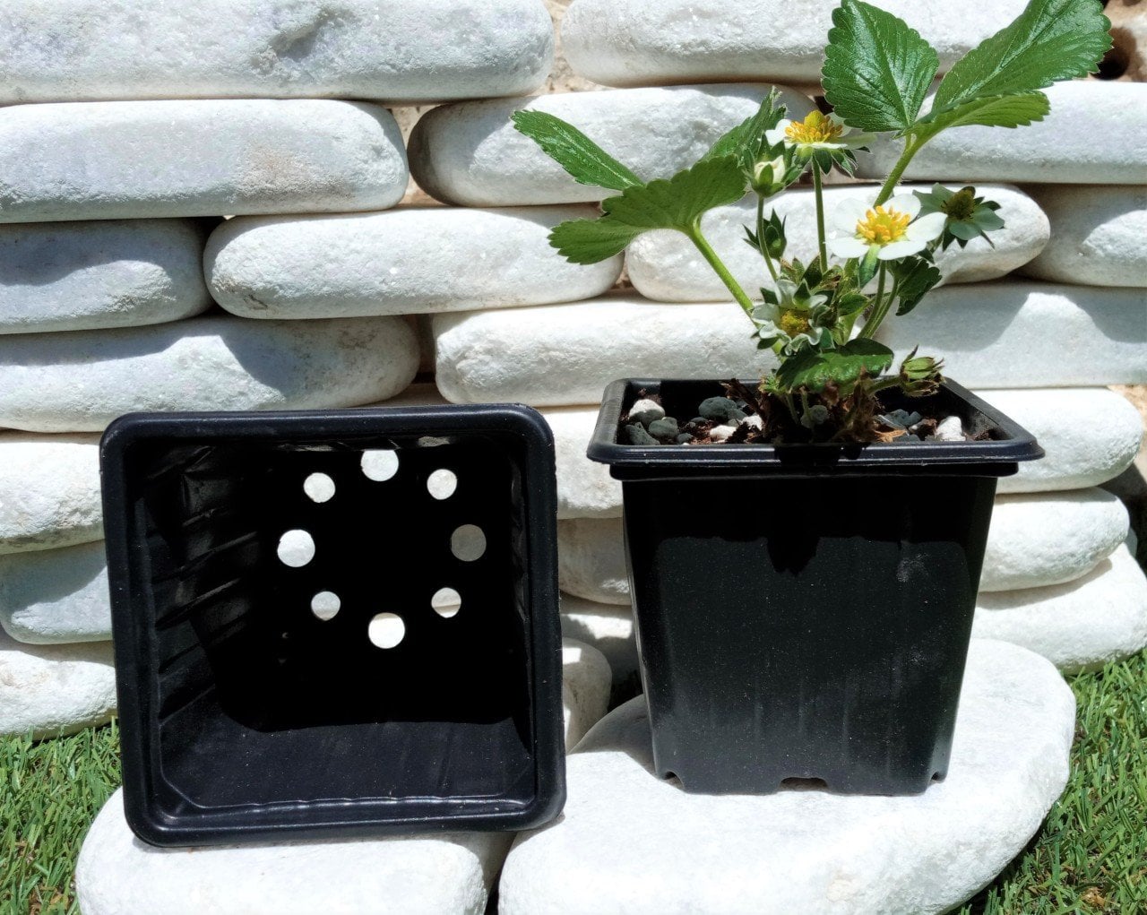 Kare Vakum Saksı 9x9x8 CM Ucuz Saksı Üretim Saksısı 5 ADET