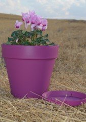 Renkli Saksı 10 LT 3 Adet Vişne Renk Yalı Model Plastik Tabaklı Çiçek Saksısı