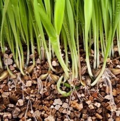 Vermikülit 3 LT Tarımsal Vermikülit