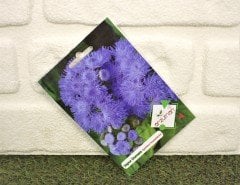 Vapur Dumanı Çiçeği Tohumu 1 Paket (100 Adet Tohum) Çiçek Tohumları