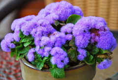 Vapur Dumanı Çiçeği Tohumu 1 Paket (100 Adet Tohum) Çiçek Tohumları