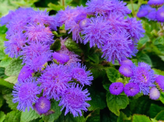 Vapur Dumanı Çiçeği Tohumu 1 Paket (100 Adet Tohum) Çiçek Tohumları