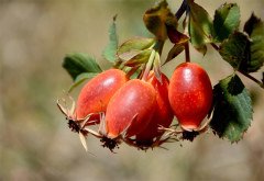 Kuşburnu Tohumu 25 GR Tıbbi Aromatik Bitki Tohumu