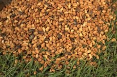 Kuşburnu Tohumu 25 GR Tıbbi Aromatik Bitki Tohumu