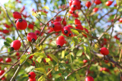 Kuşburnu Tohumu 25 GR Tıbbi Aromatik Bitki Tohumu