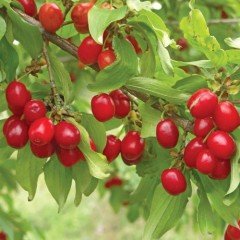 Kızılcık Tohumu 50 GR Tıbbi Aromatik Bitki Tohumu