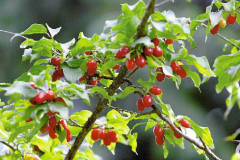 Kızılcık Tohumu 25 GR Tıbbi Aromatik Bitki Tohumu