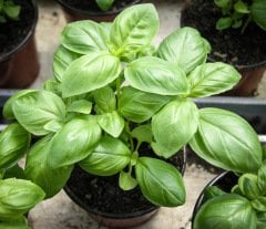 İri Yapraklı Yeşil Fesleğen Tohumu 1 Paket (100 Adet Tohum)