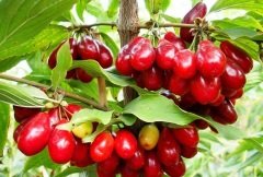 Kızılcık Tohumu 10 GR Tıbbi Aromatik Bitki Tohumu