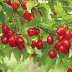 Kızılcık Tohumu 10 GR Tıbbi Aromatik Bitki Tohumu