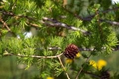Karaçam Tohumu 20 Gr (650 Adet Tohum) Kara Çam Tohumu Süs Bitkisi