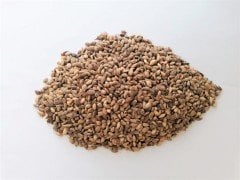 Karaçam Tohumu 20 Gr (650 Adet Tohum) Kara Çam Tohumu Süs Bitkisi