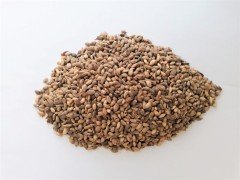 Karaçam Tohumu 50 GR (1600 Adet Tohum) KaraÇam Tohumu Süs Bitkisi