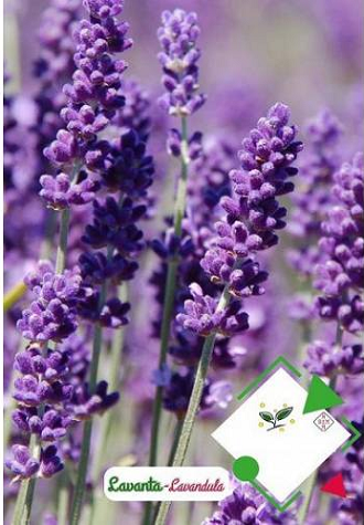 Lavanta Tohumu 1 Paket (100 Adet Tohum) Kokulu Doğal Lavanta Tohumu