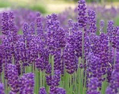 Lavanta Tohumu 1 Paket (100 Adet Tohum) Kokulu Doğal Lavanta Tohumu