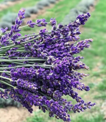 Lavanta Tohumu 1 Paket (100 Adet Tohum) Kokulu Doğal Lavanta Tohumu