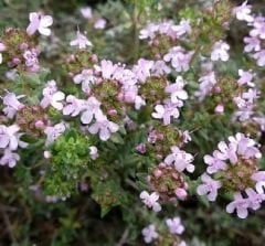 Sivri Kekik Tohumu 50 GR Tıbbi Aromatik Bitki Tohumu