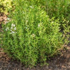 Dağ Kekiği Tohumu 10 GR Tıbbi Aromatik Bitki Tohumu