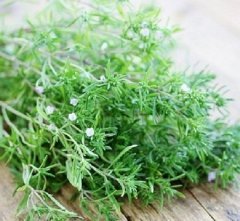 Dağ Kekiği Tohumu 10 GR Tıbbi Aromatik Bitki Tohumu