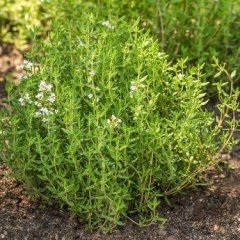 Dağ Kekiği Tohumu 100 GR Tıbbi Aromatik Bitki Tohumu