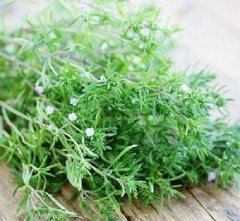 Dağ Kekiği Tohumu 100 GR Tıbbi Aromatik Bitki Tohumu