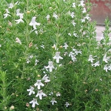 Dağ Kekiği Tohumu 100 GR Tıbbi Aromatik Bitki Tohumu