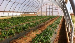 Sera Naylonu En 12 Metre Ölçü Seçiniz 36 Aylık UV Katkılı