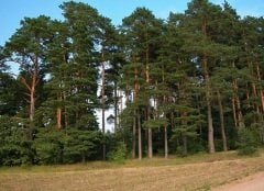 Sarıçam Tohumu 10 GR (1000 Adet Tohum) Süs Bitkisi Tohumu