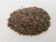 Sarıçam Tohumu 10 GR (1000 Adet Tohum) Süs Bitkisi Tohumu