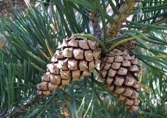 Sarıçam Tohumu 50 GR (5000 Adet Tohum) Süs Bitkisi Tohumu