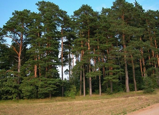 Sarıçam Tohumu 1 KG (100.000 Adet Tohum) Süs Bitkisi Tohumu