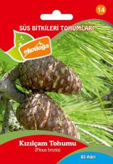 Kızılçam Tohumu 1 Paket (100 Adet Tohum)  Süs Bitkisi Tohumu