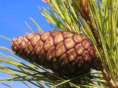 Kızılçam Tohumu 1 Paket (100 Adet Tohum)  Süs Bitkisi Tohumu