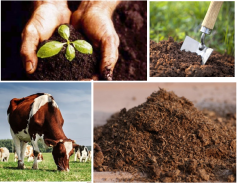 Büyükbaş Hayvan Gübresi 2 Kg Yanmış Kokusuz Gübre