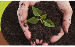 Çim Kapak Toprağı 3 Kg Çim Ekim Toprağı