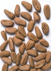 Fıstık Çamı Tohumu 250 Gr (375 Adet Tohum) Süs Bitkisi Tohumu