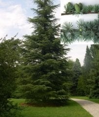 Toros Sediri 40 Gr (500 Adet Tohum) Süs Bitkisi Tohumu