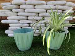 Renkli Saksı 0,7 LT 3 Adet Su Yeşili Papatya Model Plastik Tabaklı Çiçek Saksısı