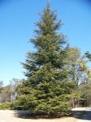 Toros Sediri 75 Gr (1000 Adet Tohum) Süs Bitkisi Tohumu