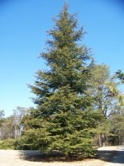 Toros Sediri 1 KG (12.500 Adet Tohum) Süs Bitkisi Tohumu