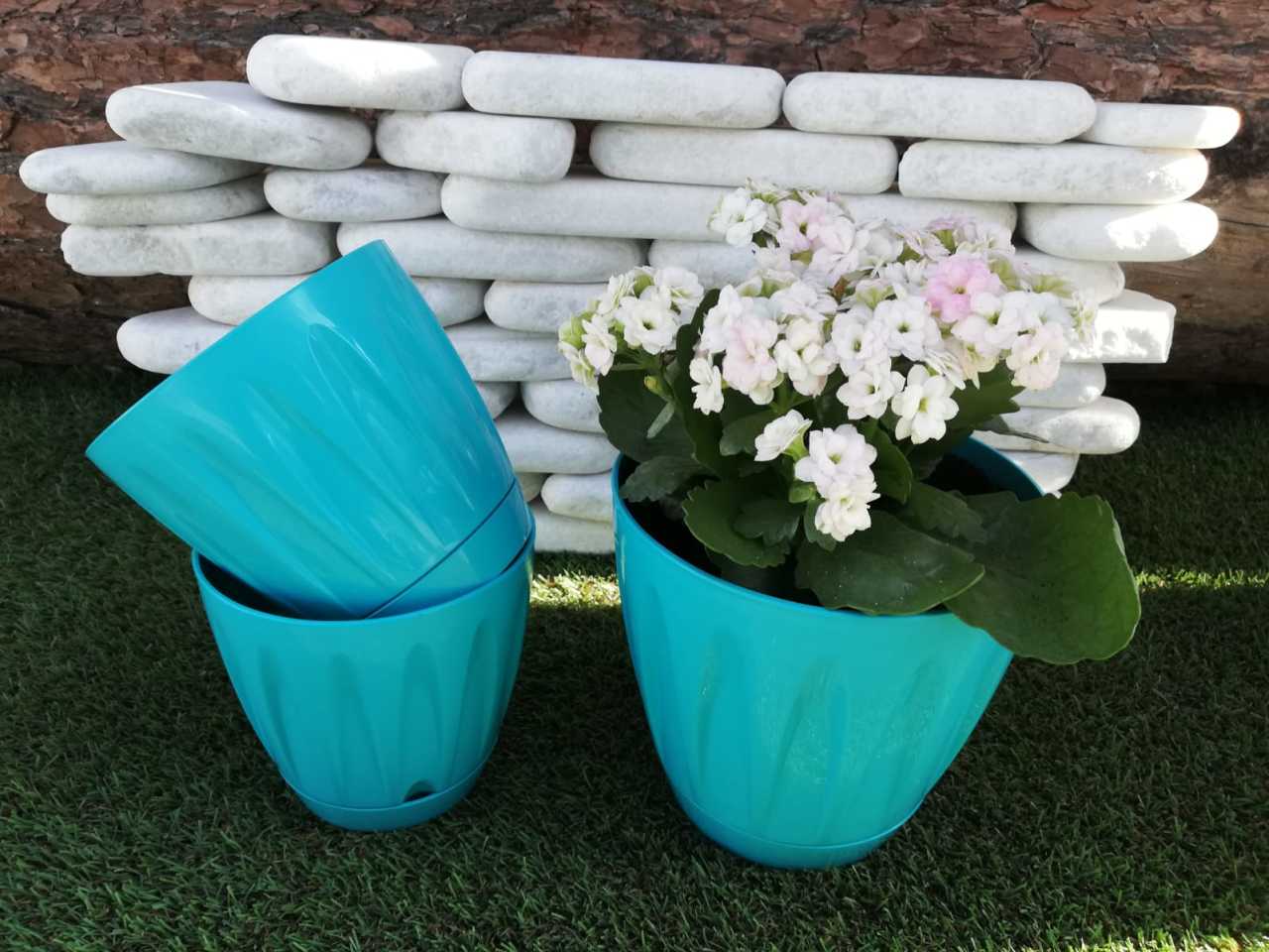 Renkli Saksı 1,5 LT 1 Adet Turkuaz Renk Papatya Model Plastik Tabaklı Çiçek Saksısı