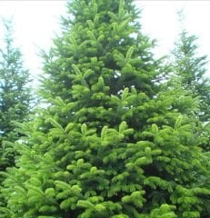 Göknar Tohumu 20 gr Süs Bitkisi Tohumu