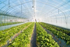 Sera Naylonu En 14 Metre Ölçü Seçiniz 36 Aylık UV Katkılı