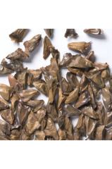 Göknar Tohumu 40 gr (500 Adet Tohum) Süs Bitkisi Tohumu