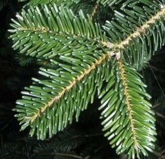 Göknar Tohumu 40 gr Süs Bitkisi Tohumu