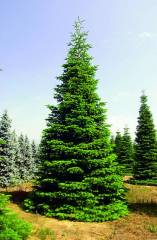 Göknar Tohumu 40 gr Süs Bitkisi Tohumu