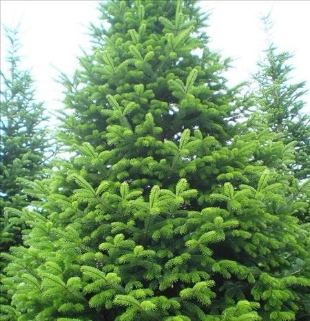 Göknar Tohumu 80 gr Süs Bitkisi Tohumu