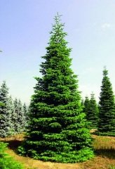 Göknar Tohumu 500 gr Süs Bitkisi Tohumu