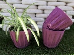 Renkli Saksı 1,5 LT 2 Adet Mor Renk Papatya Model Plastik Tabaklı Çiçek Saksısı