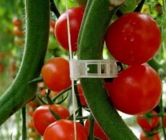 Domates Klipsi 100 Adet Sera Bitki Klipsi Sebze Klipsi Domates Kelepçesi